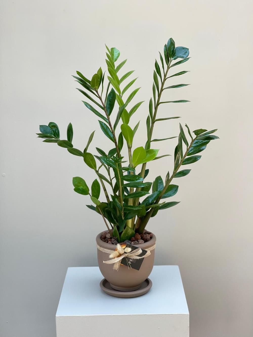  Zamia - Zamioculcas Zz Bitkisi